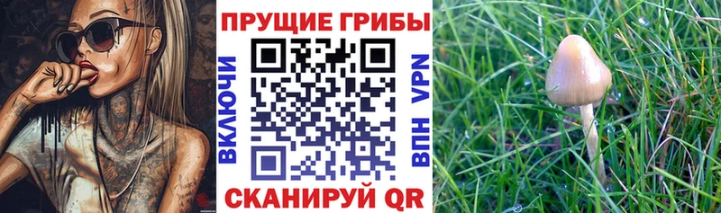 дарк нет состав  Кемерово  KRAKEN ССЫЛКА  Галлюциногенные грибы Cubensis  что такое наркотик 